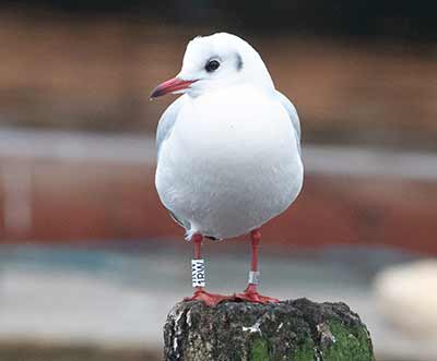Black-headed Gull (Chroicocephalus ridibundus) [Dragør, Denmark]