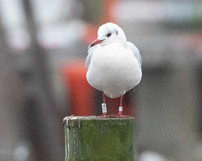 Black-headed Gull (Chroicocephalus ridibundus) [Dragør, Denmark]