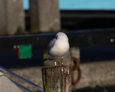 Black-headed Gull (Chroicocephalus ridibundus) [Dragør, Denmark]