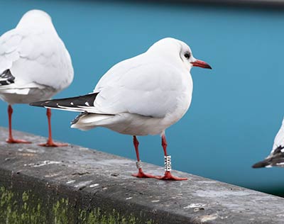 Black-headed Gull (Chroicocephalus ridibundus) [Dragør, Denmark]