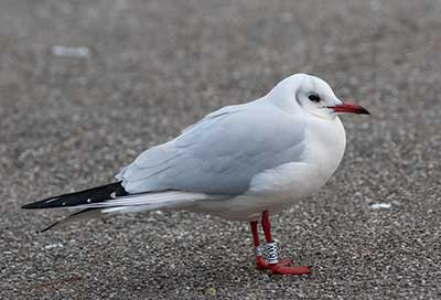 Black-headed Gull (Chroicocephalus ridibundus) [Dragør, Denmark]