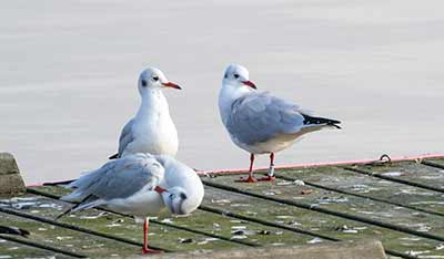 Black-headed Gull (Chroicocephalus ridibundus) [Dragør, Denmark]