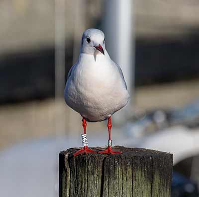 Black-headed Gull (Chroicocephalus ridibundus) [Dragør, Denmark]