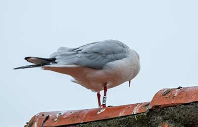 Black-headed Gull (Chroicocephalus ridibundus) [Dragør, Denmark]