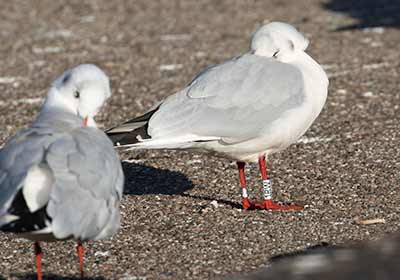 Black-headed Gull (Chroicocephalus ridibundus) [Dragør, Denmark]