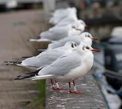 Black-headed Gull (Chroicocephalus ridibundus) [Dragør, Denmark]