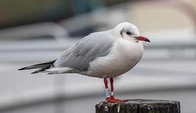 Black-headed Gull (Chroicocephalus ridibundus) [Dragør, Denmark]