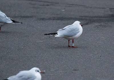 Black-headed Gull (Chroicocephalus ridibundus) [Dragør, Denmark]