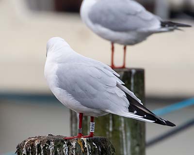 Black-headed Gull (Chroicocephalus ridibundus) [Dragør, Denmark]
