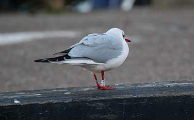 Black-headed Gull (Chroicocephalus ridibundus) [Dragør, Denmark]