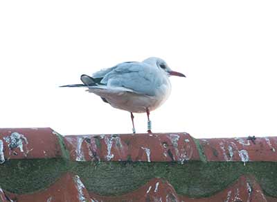 Black-headed Gull (Chroicocephalus ridibundus) [Dragør, Denmark]