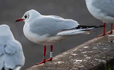 Black-headed Gull (Chroicocephalus ridibundus) [Dragør, Denmark]
