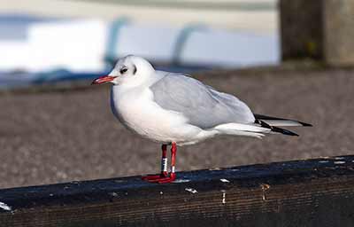 Black-headed Gull (Chroicocephalus ridibundus) [Dragør, Denmark]