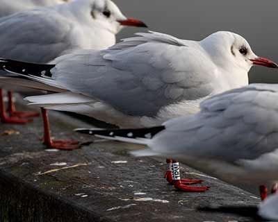 Black-headed Gull (Chroicocephalus ridibundus) [Dragør, Denmark]