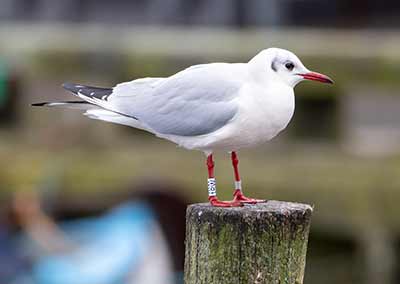 Black-headed Gull (Chroicocephalus ridibundus) [Dragør, Denmark]