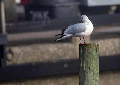 Black-headed Gull (Chroicocephalus ridibundus) [Dragør, Denmark]
