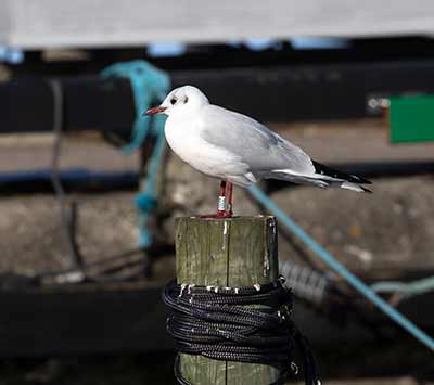 Black-headed Gull (Chroicocephalus ridibundus) [Dragør, Denmark]