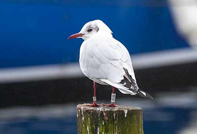Black-headed Gull