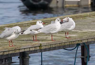 Black-headed Gull (Chroicocephalus ridibundus) [Dragør, Denmark]