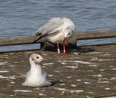 Black-headed Gull (Chroicocephalus ridibundus) [Dragør, Denmark]