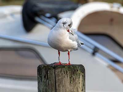 Black-headed Gull (Chroicocephalus ridibundus) [Dragør, Denmark]