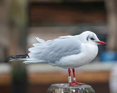Black-headed Gull (Chroicocephalus ridibundus) [Dragør, Denmark]