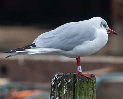 Black-headed Gull (Chroicocephalus ridibundus) [Dragør, Denmark]