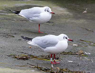 Black-headed Gull (Chroicocephalus ridibundus) [Dragør, Denmark]