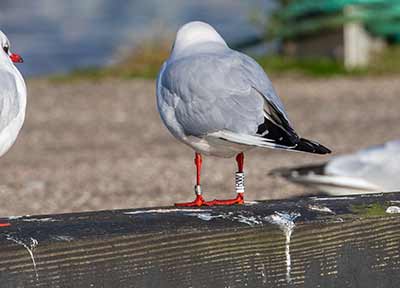 Black-headed Gull (Chroicocephalus ridibundus) [Dragør, Denmark]