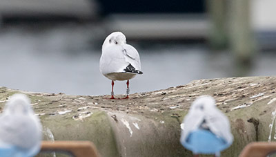 Black-headed Gull (Chroicocephalus ridibundus) [Dragør, Denmark]