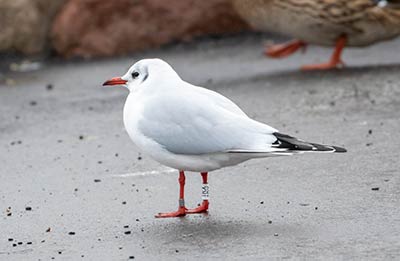 Black-headed Gull (Chroicocephalus ridibundus) [Dragør, Denmark]