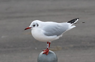Black-headed Gull (Chroicocephalus ridibundus) [Dragør, Denmark]