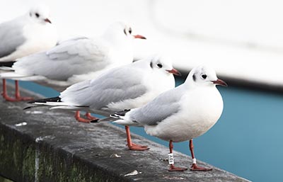 Black-headed Gull (Chroicocephalus ridibundus) [Dragør, Denmark]