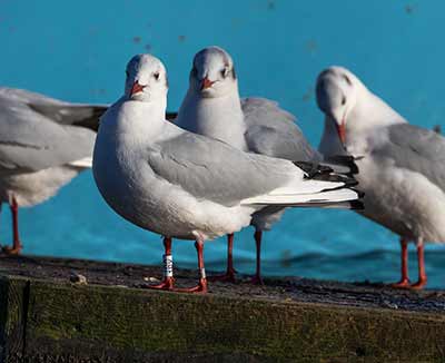 Black-headed Gull (Chroicocephalus ridibundus) [Dragør, Denmark]