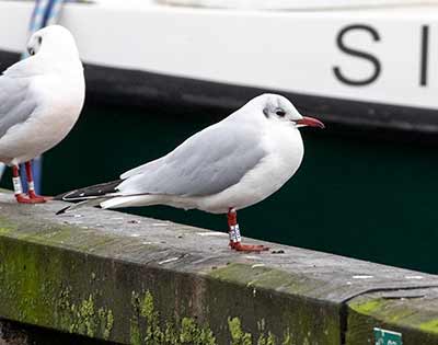Black-headed Gull (Chroicocephalus ridibundus) [Dragør, Denmark]