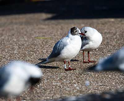 Black-headed Gull (Chroicocephalus ridibundus) [Dragør, Denmark]