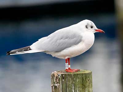 Black-headed Gull (Chroicocephalus ridibundus) [Dragør, Denmark]