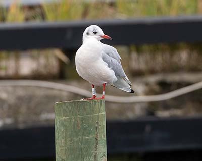 Black-headed Gull (Chroicocephalus ridibundus) [Dragør, Denmark]