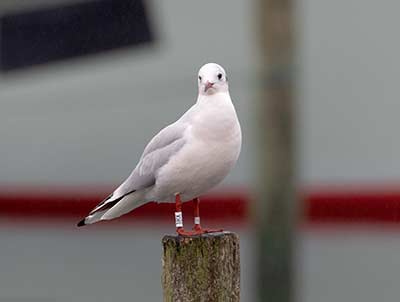 Black-headed Gull (Chroicocephalus ridibundus) [Dragør, Denmark]
