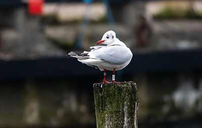 Black-headed Gull (Chroicocephalus ridibundus) [Dragør, Denmark]