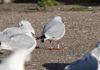 Black-headed Gull (Chroicocephalus ridibundus) [Dragør, Denmark]