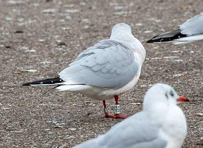 Black-headed Gull (Chroicocephalus ridibundus) [Dragør, Denmark]