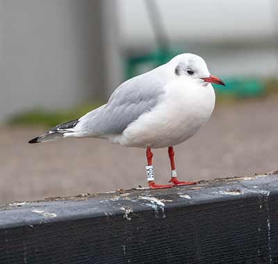Black-headed Gull (Chroicocephalus ridibundus) [Dragør, Denmark]