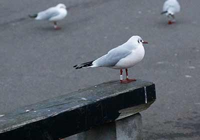 Black-headed Gull (Chroicocephalus ridibundus) [Dragør, Denmark]