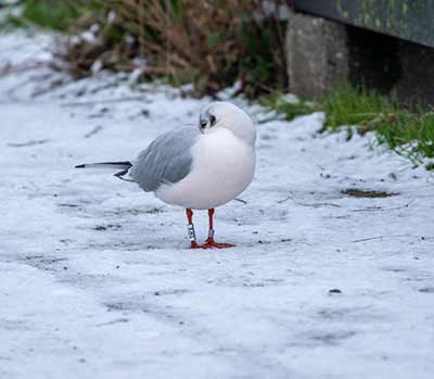 Black-headed Gull (Chroicocephalus ridibundus) [Dragør, Denmark]