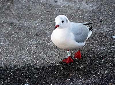 Black-headed Gull (Chroicocephalus ridibundus) [Dragør, Denmark]