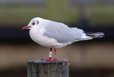 Black-headed Gull (Chroicocephalus ridibundus) [Dragør, Denmark]