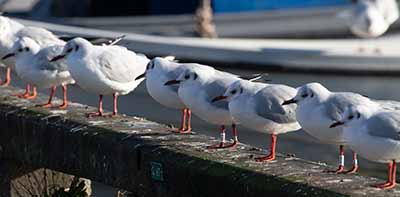 Black-headed Gull (Chroicocephalus ridibundus) [Dragør, Denmark]
