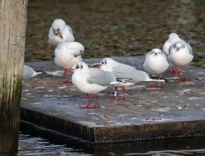 Black-headed Gull (Chroicocephalus ridibundus) [Dragør, Denmark]