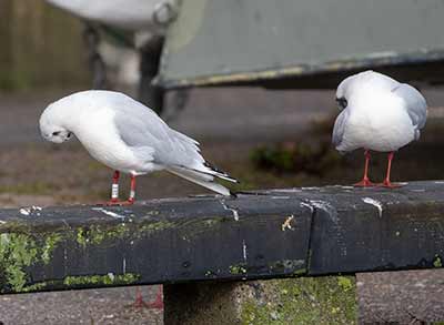 Black-headed Gull (Chroicocephalus ridibundus) [Dragør, Denmark]